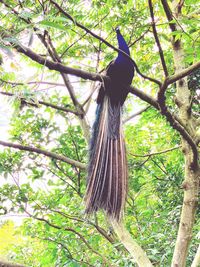 Low angle view of bird on a tree