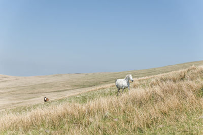 View of horse on field against clear sky