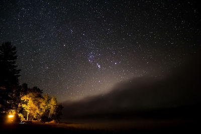 Low angle view of trees against sky at night