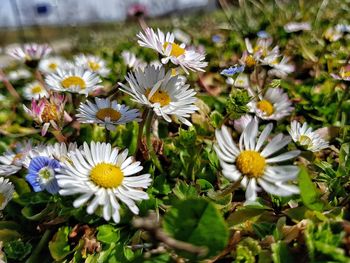 Close-up of white daisy flowers