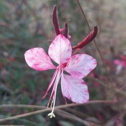 Close-up of pink flower