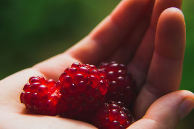 A handful of red blackberries in a woman's hand.