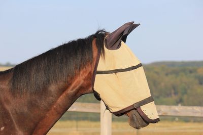 Horse standing in ranch against clear sky