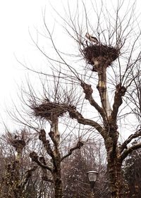 Low angle view of bare trees against sky