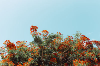 Low angle view of flower tree against clear sky