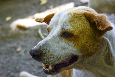 Close-up of a dog looking away