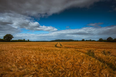 Scenic view of agricultural field against sky