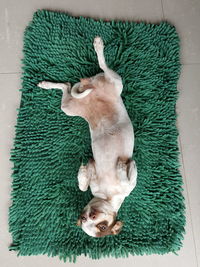 High angle view of cat sleeping on rug