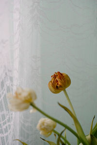 Close-up of white and orange flowers on white  background 