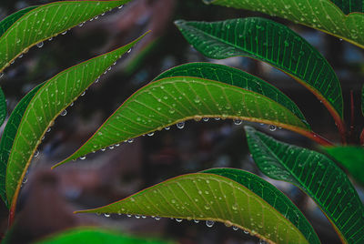 Close-up of raindrops on leaves