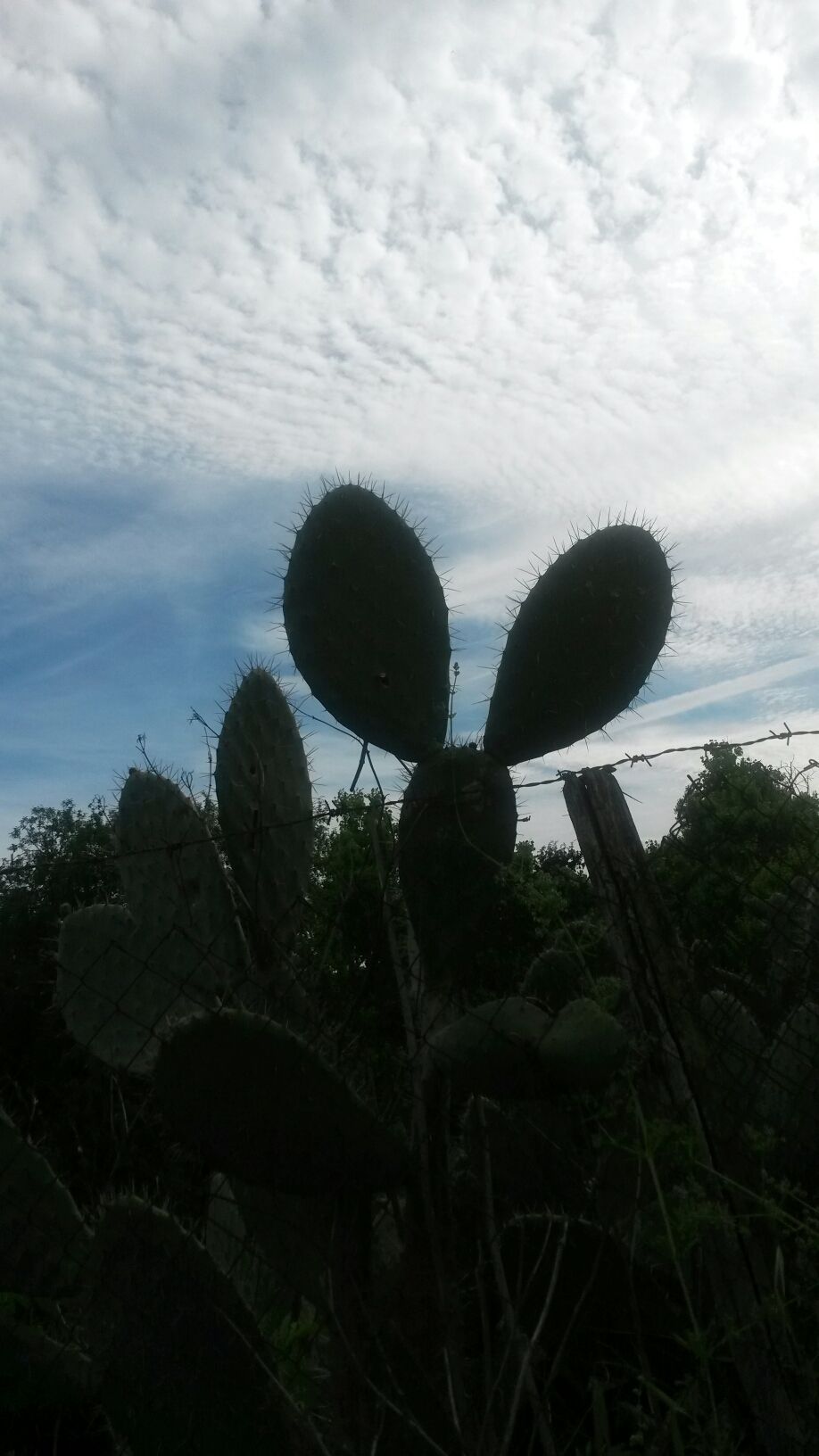 I ♥ cactus