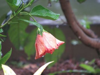Close-up of red flowering plant