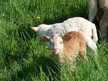 Sheep grazing on grassy field