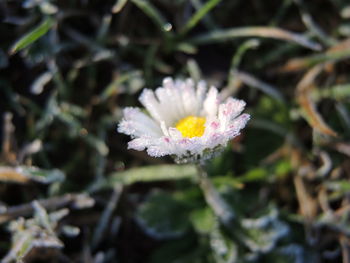 Close-up of white flowers blooming outdoors