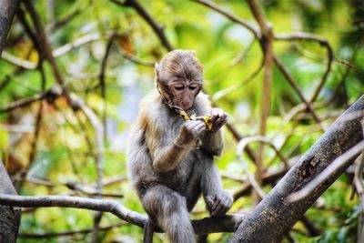 Monkey holding banana peel while sitting on bare tree