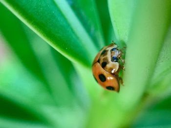 Close-up of ladybug on leaf