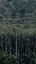 High angle view of pine trees in forest