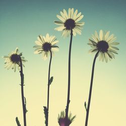 Low angle view of cosmos flowers against clear sky