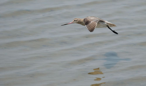 Bar-tailed godwit flying over a lake with shadow