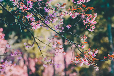 Close-up of pink cherry blossom tree