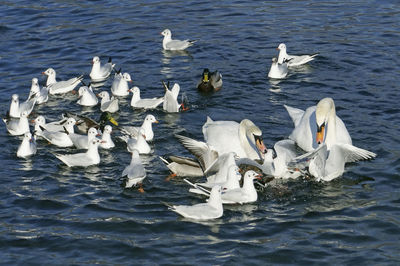 High angle view of swans swimming in lake