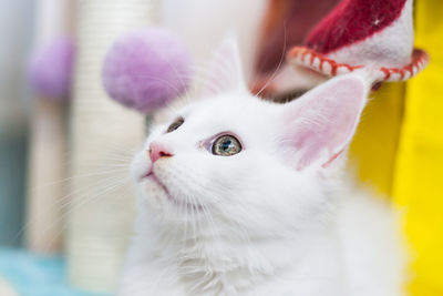 Cute maine coon white small kitty sitting on a white background