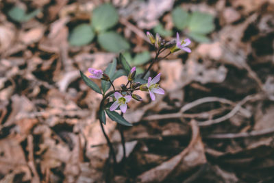 Close-up of pink flowering plant