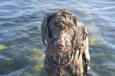 Portrait of dog in sea