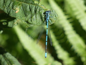 Close-up of insect on leaf