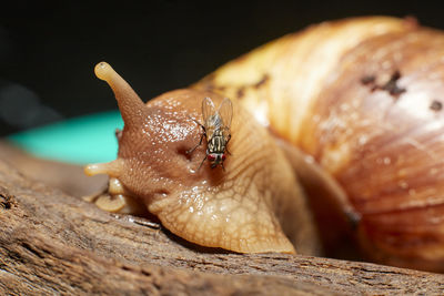 Close-up of snail on wood