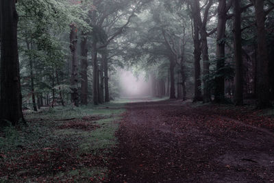 Dirt road amidst trees in forest