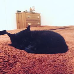 Black dog resting on rug at home