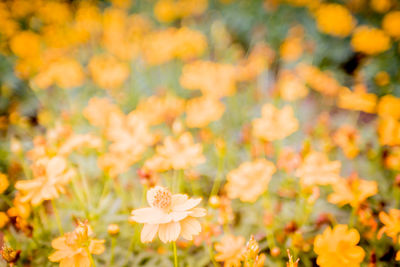 Close-up of yellow  cosmos flowering plants on field