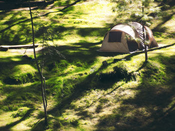 View of sunlight on grass