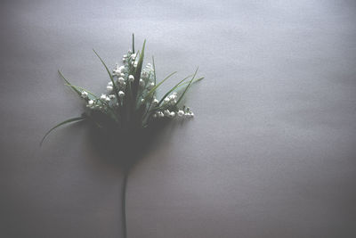 Close-up of flowers against white wall