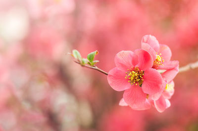 Red quince flowers on a tree branch close-up on a blurred background. copyspace. selective focus.