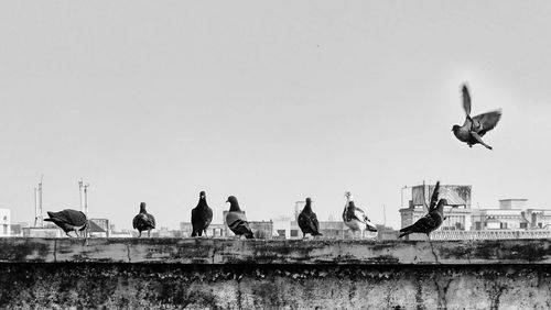 Low angle view of seagulls flying against clear sky