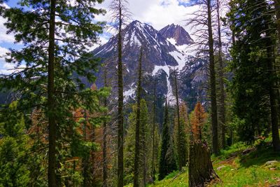 Pine trees in forest