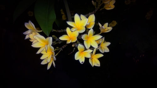 Close-up of yellow flowering plant against black background