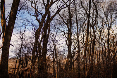 Low angle view of trees against sky