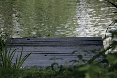 Close-up of bird in lake