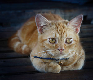 Portrait of cat relaxing on wood