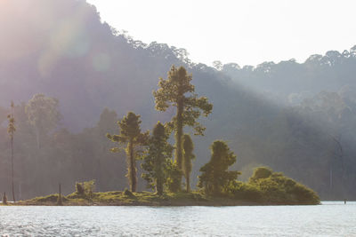 Trees by lake against sky