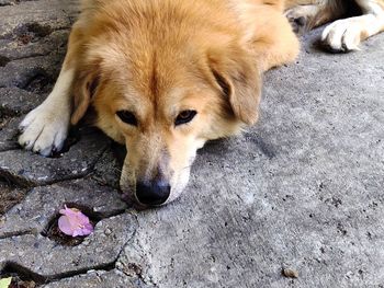 High angle view of dog lying outdoors