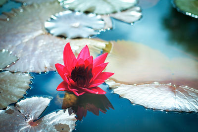 Close-up of lotus water lily in lake