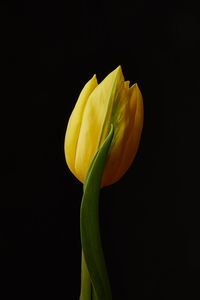 Close-up of yellow flower against black background