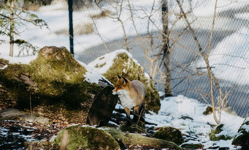 Red fox hiding behind stones on a snow covered ground