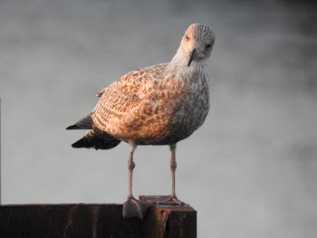 Close-up of seagull perching on wall