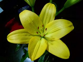 Close-up of yellow flower