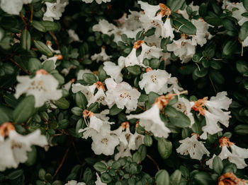 Close-up of white flowering plants